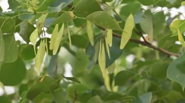 Dalbergia hanım evladı ağaç kabukları. Kuzey Hindistan 'ın gül ağacı ve shisham' ı. Bu hızlı büyüyen, dayanıklı bir gül ağacı Hindistan ve Güney İran 'a özgüdür..