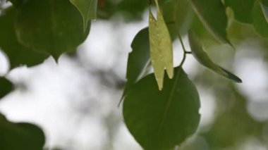 Dalbergia hanım evladı ağaç kabukları. Kuzey Hindistan 'ın gül ağacı ve shisham' ı. Bu hızlı büyüyen, dayanıklı bir gül ağacı Hindistan ve Güney İran 'a özgüdür..