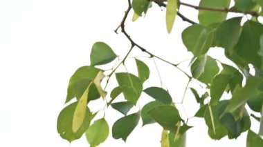 Dalbergia hanım evladı ağaç kabukları. Kuzey Hindistan 'ın gül ağacı ve shisham' ı. Bu hızlı büyüyen, dayanıklı bir gül ağacı Hindistan ve Güney İran 'a özgüdür..