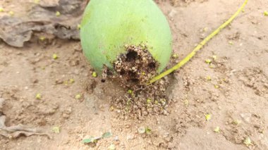 Ateş karıncaları yuvalarını çiğ mangoda yapıyorlar. Mango yere düştü, karıncalar onu yiyor ve evlerini içine kuruyorlar. Kırmızı karıncalar. Böcekler etkinliği.