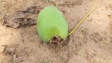 Ateş karıncaları yuvalarını çiğ mangoda yapıyorlar. Mango yere düştü, karıncalar onu yiyor ve evlerini içine kuruyorlar. Kırmızı karıncalar. Böcekler etkinliği.