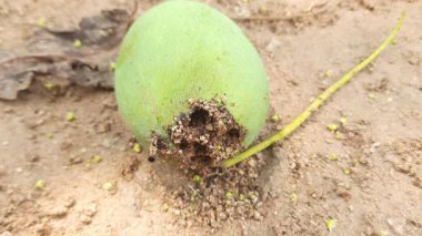 Ateş karıncaları yuvalarını çiğ mangoda yapıyorlar. Mango yere düştü, karıncalar onu yiyor ve evlerini içine kuruyorlar. Kırmızı karıncalar. Böcekler etkinliği.