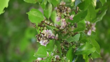 Millettia Pinnata çiçekleri. Fabaceae familyasından bir ağaç türü. Diğer adı Pongamiapinnata, Hint biechandPongame Petrol Ağacı. Birçok Ayurvedic tıpta kullanılır..