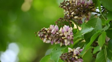 Millettia Pinnata çiçekleri. Fabaceae familyasından bir ağaç türü. Diğer adı Pongamiapinnata, Hint biechandPongame Petrol Ağacı. Birçok Ayurvedic tıpta kullanılır..