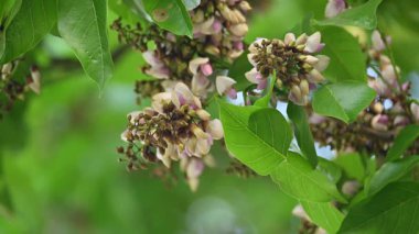 Millettia Pinnata çiçekleri. Fabaceae familyasından bir ağaç türü. Diğer adı Pongamiapinnata, Hint biechandPongame Petrol Ağacı. Birçok Ayurvedic tıpta kullanılır..