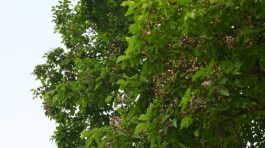 Millettia Pinnata çiçekleri. Fabaceae familyasından bir ağaç türü. Diğer adı Pongamiapinnata, Hint biechandPongame Petrol Ağacı. Birçok Ayurvedic tıpta kullanılır..