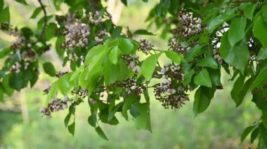 Millettia Pinnata çiçekleri. Fabaceae familyasından bir ağaç türü. Diğer adı Pongamiapinnata, Hint biechandPongame Petrol Ağacı. Birçok Ayurvedic tıpta kullanılır..