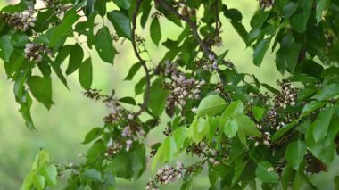 Millettia Pinnata çiçekleri. Fabaceae familyasından bir ağaç türü. Diğer adı Pongamiapinnata, Hint biechandPongame Petrol Ağacı. Birçok Ayurvedic tıpta kullanılır..