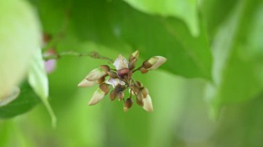 Millettia Pinnata çiçekleri. Fabaceae familyasından bir ağaç türü. Diğer adı Pongamiapinnata, Hint biechandPongame Petrol Ağacı. Birçok Ayurvedic tıpta kullanılır..