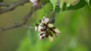 Millettia Pinnata çiçekleri. Fabaceae familyasından bir ağaç türü. Diğer adı Pongamiapinnata, Hint biechandPongame Petrol Ağacı. Birçok Ayurvedic tıpta kullanılır..