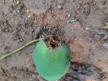 Ateş karıncaları yuvalarını çiğ mangoda yapıyorlar. Mango yere düştü, karıncalar onu yiyor ve evlerini içine kuruyorlar. Kırmızı karıncalar. Böcekler etkinliği.