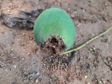 Ateş karıncaları yuvalarını çiğ mangoda yapıyorlar. Mango yere düştü, karıncalar onu yiyor ve evlerini içine kuruyorlar. Kırmızı karıncalar. Böcekler etkinliği.