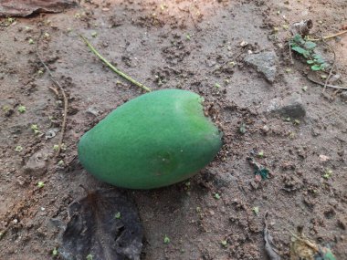 Ateş karıncaları yuvalarını çiğ mangoda yapıyorlar. Mango yere düştü, karıncalar onu yiyor ve evlerini içine kuruyorlar. Kırmızı karıncalar. Böcekler etkinliği.