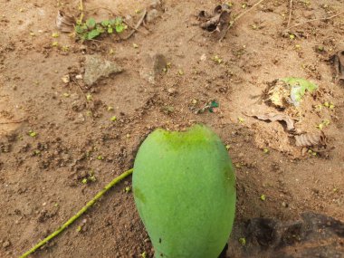 Ateş karıncaları yuvalarını çiğ mangoda yapıyorlar. Mango yere düştü, karıncalar onu yiyor ve evlerini içine kuruyorlar. Kırmızı karıncalar. Böcekler etkinliği.