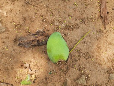 Ateş karıncaları yuvalarını çiğ mangoda yapıyorlar. Mango yere düştü, karıncalar onu yiyor ve evlerini içine kuruyorlar. Kırmızı karıncalar. Böcekler etkinliği.