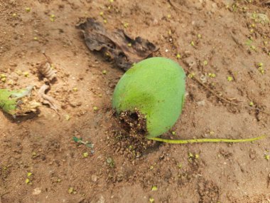 Ateş karıncaları yuvalarını çiğ mangoda yapıyorlar. Mango yere düştü, karıncalar onu yiyor ve evlerini içine kuruyorlar. Kırmızı karıncalar. Böcekler etkinliği.