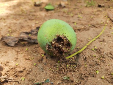 Ateş karıncaları yuvalarını çiğ mangoda yapıyorlar. Mango yere düştü, karıncalar onu yiyor ve evlerini içine kuruyorlar. Kırmızı karıncalar. Böcekler etkinliği.