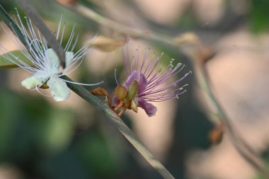 CapParis spinosa çiçekleri. Yaygın isimleri Wyjeelah, Nipang Creeper, Capparis Lasiantha, Flinders Roseand ve Bush Caper. Yaban Çiçeği.