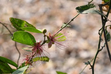 CapParis spinosa çiçekleri. Yaygın isimleri Wyjeelah, Nipang Creeper, Capparis Lasiantha, Flinders Roseand ve Bush Caper. Yaban Çiçeği.