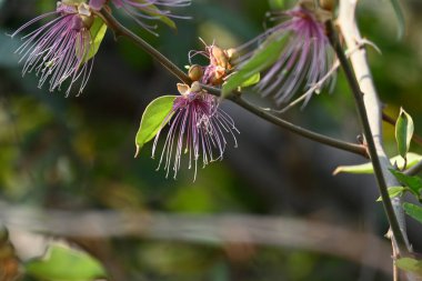 CapParis spinosa çiçekleri. Yaygın isimleri Wyjeelah, Nipang Creeper, Capparis Lasiantha, Flinders Roseand ve Bush Caper. Yaban Çiçeği.