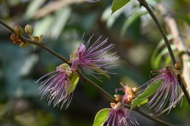 CapParis spinosa çiçekleri. Yaygın isimleri Wyjeelah, Nipang Creeper, Capparis Lasiantha, Flinders Roseand ve Bush Caper. Yaban Çiçeği.