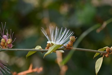 CapParis spinosa çiçekleri. Yaygın isimleri Wyjeelah, Nipang Creeper, Capparis Lasiantha, Flinders Roseand ve Bush Caper. Yaban Çiçeği.
