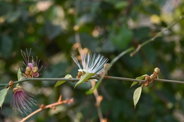 CapParis spinosa çiçekleri. Yaygın isimleri Wyjeelah, Nipang Creeper, Capparis Lasiantha, Flinders Roseand ve Bush Caper. Yaban Çiçeği.
