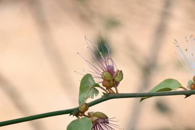 CapParis spinosa çiçekleri. Yaygın isimleri Wyjeelah, Nipang Creeper, Capparis Lasiantha, Flinders Roseand ve Bush Caper. Yaban Çiçeği.