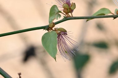 CapParis spinosa çiçekleri. Yaygın isimleri Wyjeelah, Nipang Creeper, Capparis Lasiantha, Flinders Roseand ve Bush Caper. Yaban Çiçeği.