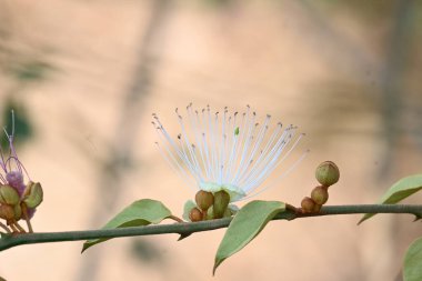 CapParis spinosa çiçekleri. Yaygın isimleri Wyjeelah, Nipang Creeper, Capparis Lasiantha, Flinders Roseand ve Bush Caper. Yaban Çiçeği.