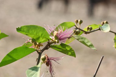 CapParis spinosa çiçekleri. Yaygın isimleri Wyjeelah, Nipang Creeper, Capparis Lasiantha, Flinders Roseand ve Bush Caper. Yaban Çiçeği.