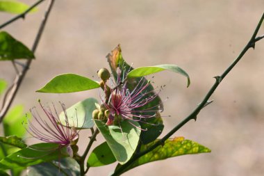 CapParis spinosa çiçekleri. Yaygın isimleri Wyjeelah, Nipang Creeper, Capparis Lasiantha, Flinders Roseand ve Bush Caper. Yaban Çiçeği.