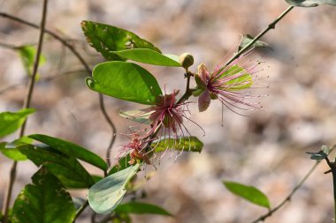 CapParis spinosa çiçekleri. Yaygın isimleri Wyjeelah, Nipang Creeper, Capparis Lasiantha, Flinders Roseand ve Bush Caper. Yaban Çiçeği.
