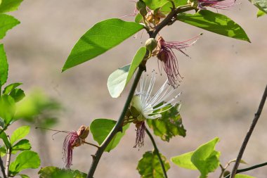 CapParis spinosa çiçekleri. Yaygın isimleri Wyjeelah, Nipang Creeper, Capparis Lasiantha, Flinders Roseand ve Bush Caper. Yaban Çiçeği.