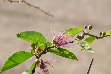 CapParis spinosa çiçekleri. Yaygın isimleri Wyjeelah, Nipang Creeper, Capparis Lasiantha, Flinders Roseand ve Bush Caper. Yaban Çiçeği.