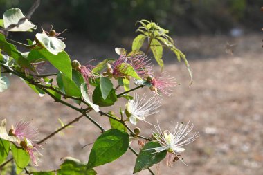 CapParis spinosa çiçekleri. Yaygın isimleri Wyjeelah, Nipang Creeper, Capparis Lasiantha, Flinders Roseand ve Bush Caper. Yaban Çiçeği.