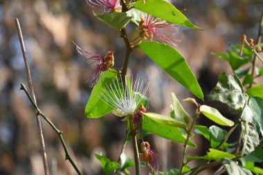 CapParis spinosa çiçekleri. Yaygın isimleri Wyjeelah, Nipang Creeper, Capparis Lasiantha, Flinders Roseand ve Bush Caper. Yaban Çiçeği.