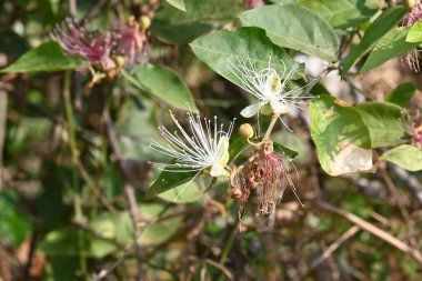 CapParis spinosa çiçekleri. Yaygın isimleri Wyjeelah, Nipang Creeper, Capparis Lasiantha, Flinders Roseand ve Bush Caper. Yaban Çiçeği.