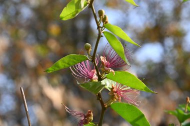 CapParis spinosa çiçekleri. Yaygın isimleri Wyjeelah, Nipang Creeper, Capparis Lasiantha, Flinders Roseand ve Bush Caper. Yaban Çiçeği.