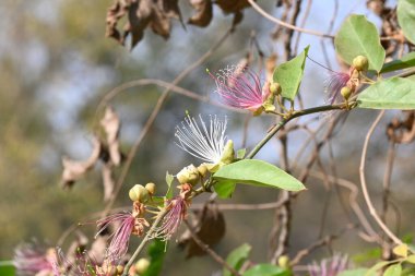 CapParis spinosa çiçekleri. Yaygın isimleri Wyjeelah, Nipang Creeper, Capparis Lasiantha, Flinders Roseand ve Bush Caper. Yaban Çiçeği.
