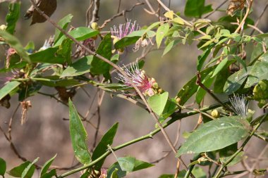 CapParis spinosa çiçekleri. Yaygın isimleri Wyjeelah, Nipang Creeper, Capparis Lasiantha, Flinders Roseand ve Bush Caper. Yaban Çiçeği.