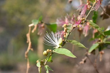 CapParis spinosa çiçekleri. Yaygın isimleri Wyjeelah, Nipang Creeper, Capparis Lasiantha, Flinders Roseand ve Bush Caper. Yaban Çiçeği.