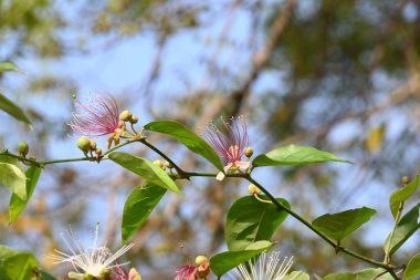 CapParis spinosa çiçekleri. Yaygın isimleri Wyjeelah, Nipang Creeper, Capparis Lasiantha, Flinders Roseand ve Bush Caper. Yaban Çiçeği.