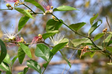 CapParis spinosa çiçekleri. Yaygın isimleri Wyjeelah, Nipang Creeper, Capparis Lasiantha, Flinders Roseand ve Bush Caper. Yaban Çiçeği.