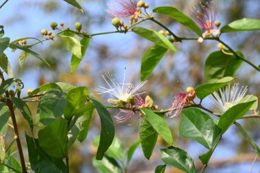 CapParis spinosa çiçekleri. Yaygın isimleri Wyjeelah, Nipang Creeper, Capparis Lasiantha, Flinders Roseand ve Bush Caper. Yaban Çiçeği.