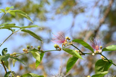 CapParis spinosa çiçekleri. Yaygın isimleri Wyjeelah, Nipang Creeper, Capparis Lasiantha, Flinders Roseand ve Bush Caper. Yaban Çiçeği.