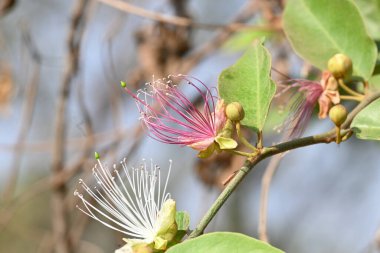 CapParis spinosa çiçekleri. Yaygın isimleri Wyjeelah, Nipang Creeper, Capparis Lasiantha, Flinders Roseand ve Bush Caper. Yaban Çiçeği.
