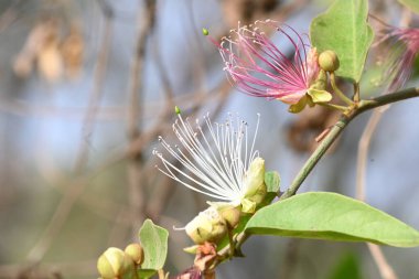 CapParis spinosa çiçekleri. Yaygın isimleri Wyjeelah, Nipang Creeper, Capparis Lasiantha, Flinders Roseand ve Bush Caper. Yaban Çiçeği.