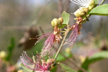CapParis spinosa çiçekleri. Yaygın isimleri Wyjeelah, Nipang Creeper, Capparis Lasiantha, Flinders Roseand ve Bush Caper. Yaban Çiçeği.