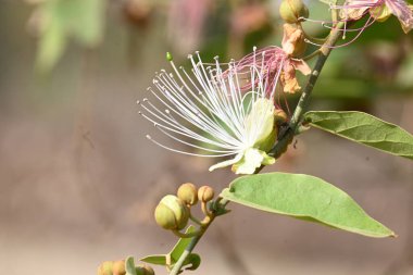 CapParis spinosa çiçekleri. Yaygın isimleri Wyjeelah, Nipang Creeper, Capparis Lasiantha, Flinders Roseand ve Bush Caper. Yaban Çiçeği.